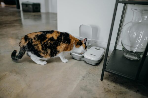 Automatic Pet Feeder with Timer and Ice Pack - Image 2